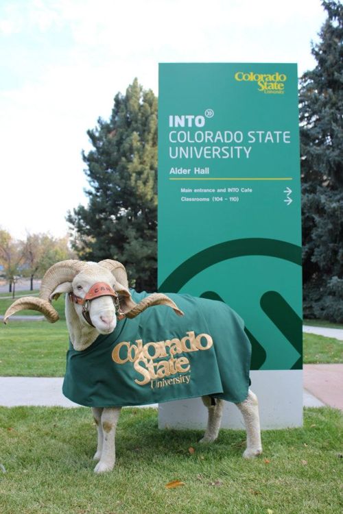 Талисман Colorado State University Талисман Colorado State University