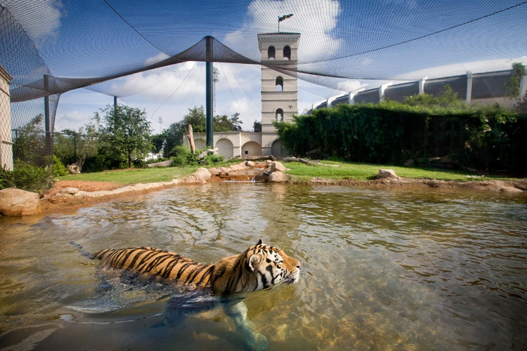 Официальный символ Louisiana State University - тигр Майк
