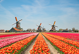 Вебинар "Поступление в Нидерланды 2019: важные дедлайны"